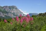 Gardasee Blumen