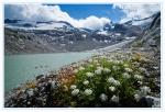 Blumen am Obersulzbachkees