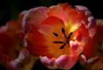 Tulpe