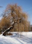 Baum im Herrngarten