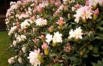 Rhododendron im Garten