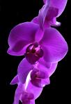 Orchidee