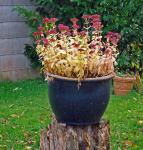 Herbst im Garten