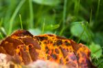 Kirschblatt mit dem Farbuniversum des Herbstes