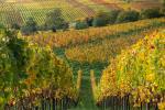 Herbst im Pfälzer Weinland 3