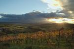 2.2 Herbst in den Weinbergen