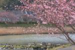 vorfrühling in japan