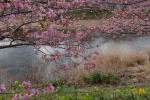 vorfrühling in japan