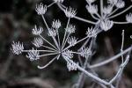 Heracleum