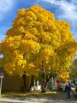 Herbst in München