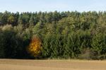 Herbst Bullach 6