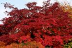 Herbst am Campus3