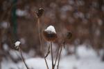 Sonnenblume im Winter