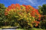 Indian Summer im Shanandoah NP