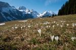 Frühling am Grabserberg