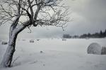 Baum im Sturm1