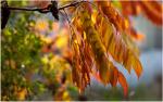 Herbstfarben #1