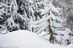 Pulverschnee im Winterwald