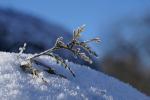 Filigranes im Eifelwinter