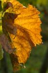 Herbst_04