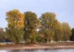 Herbst am Ufer