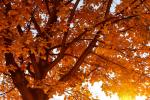 Herbstbaum im Sonnenuntergang
