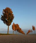 Herbstlicht-3