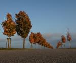 Herbstlicht-2