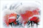 Letzte Blüte- erster Schnee