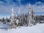 Schwarzwald-Schnee