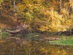 Herbst am Weiher