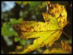 Herbstblatt