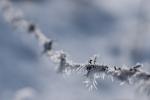 Stacheldraht, Winterversion