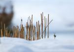 Stängel im Schnee