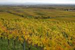 Weinberg Herbst