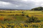 Weinberg Herbst