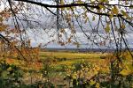 Weinberg Herbst