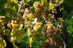 Weinberg Herbst