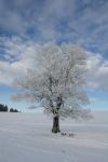 Winterbaum