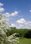 Wolken und Strauch