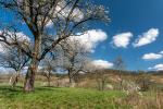 Streuobstwiesen bei Diefenbach