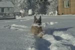 Schnee Hund