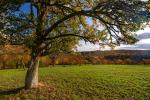 Herbstfarben VI