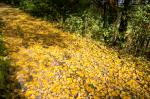 So schön kann der Herbst sein!