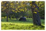 Herbstlicht im Nussbaum