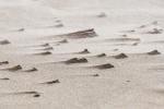 Sand am Harlech Beach (2)