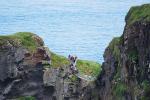 Carrick-a-Rede - Hängebrücke