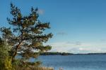 Baum am Meer