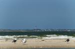 Sicht auf Sylt mit Möwen