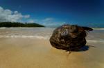 Kokosnuss am Strand 2